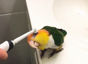 電動歯ブラシの気持ちよさを知ってしまったインコの動画がカワイイと話題に。