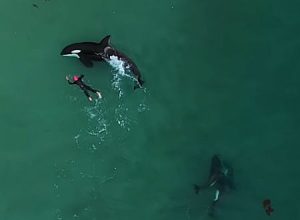 海岸沿いを泳ぐ女性のもとにシャチの群れが・・・。その様子をドローンで空撮。