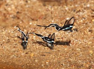 なんだこのチョウチョ。優雅すぎる。チェンマイで撮影されたアオスソビキアゲハがすごい。