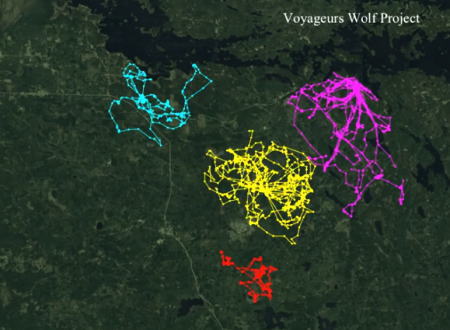 オオカミの縄張りを可視化。6つの群れにGPSを取り付けて地図上に示した映像。