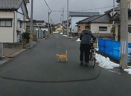 このネコちゃん賢い！というほのぼの動画が山形県で撮影される。（ドラレコ）
