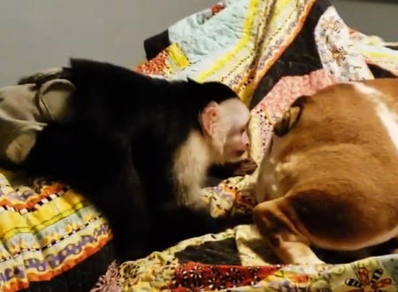 この動画今年一番ワロタｗｗｗｗｗ他人の肛門の匂いをどうしても嗅ぎたいお猿さんがｗｗｗ