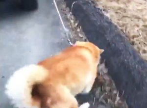 岡山の老人の犬の散歩のさせ方がひどすぎる。しかもよく見ると逮捕案件。