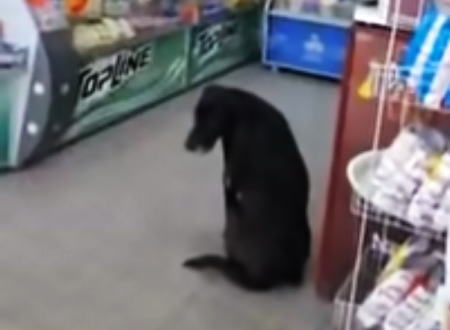 売店から段ボールをもらって自分で寝床を作る犬。ロサリオのバスターミナルに住むワンちゃんの動画が人気に。
