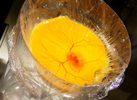 ニワトリの卵を割った状態で中身を孵化させる「殻なし孵化」の実験映像がすごい。