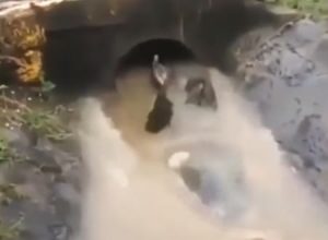 危険すぎる遊び。排水溝のトンネルでウォータースライダーする男たちの映像。