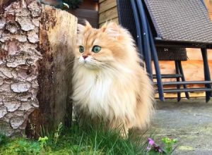 家猫の初体験。はじめて庭に出ることを許されたネコちゃんの反応がカワイイ。