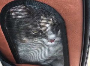 病院に連れていかれるのを察知して「ヤヴァイ～」と鳴くネコちゃんの動画が人気に。