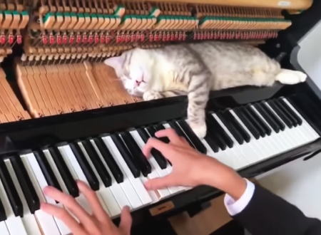 このネコ最高にキュート。ピアノのハンマーでポコポコされても熟睡を続けるネコが可愛い。