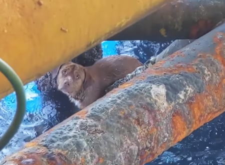 タイで海岸から220キロ離れたオイルリグに泳ぎ着いたワンちゃんが救助される。