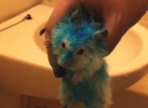 ハムスターをカラーリング剤で染めてチャンネル登録を求めるユーチューバーがプチ炎上ぎみに。
