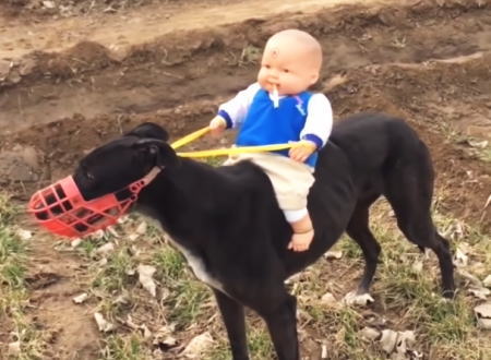グレイハウンド（狩猟犬）に赤ちゃんの人形を乗せて走らせるという動画がｗｗｗ