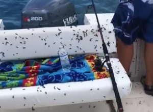 ラブバグと呼ばれるケバエの大群に襲われた釣り船の映像がキモすぎ。