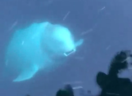 海に落としてしまったiPhoneを拾って届けてくれたシロイルカの動画が人気に。
