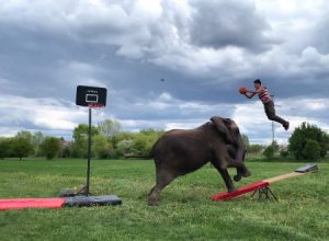 これは本物！？ゾウさんに協力してもらったバスケットボールのトリックシュート集。