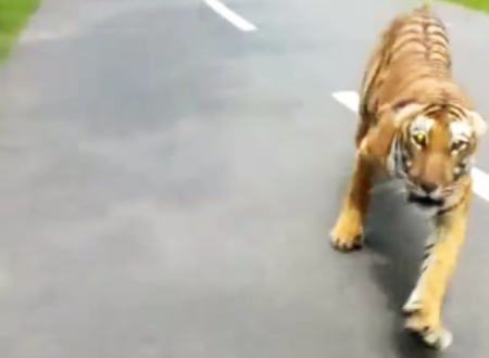 怖すぎワロタｗｗｗバイクで走行中に野生のトラに追いかけられるとかとんでもなく恐ろしいインド。