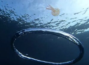 空気の渦に巻き込まれたクラゲさんが高速回転してしまうビデオの最新版。