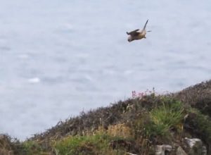 強い向かい風の中で完全停止しているハヤブサの動画。頭部の安定感すげえええ。