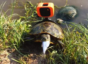 カメが見ている景色。カメの背中にキューブ型のGoProを取り付けた動画が人気に。