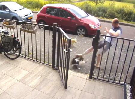 散歩中のワンちゃんとネコの喧嘩に参戦してしまった飼い主の映像が撮影されるｗｗｗ