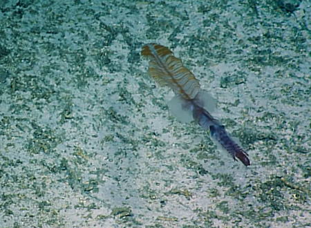 探査船EVノーチラスが水深約1キロの深海で尾っぽを持つ新種のイカの撮影に成功。