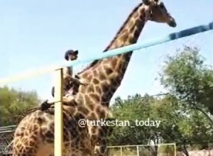 酒に酔って動物園のキリンの背中に乗ってしまう馬鹿が現れる。カザフスタン。