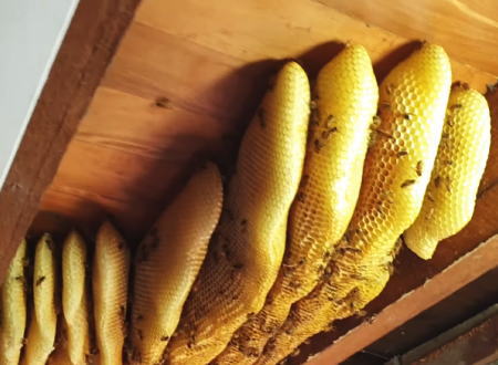オーストラリアの女性宅から発見されたミツバチの巣が巨大すぎてワラウｗｗｗ
