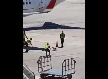 空港にワンちゃんが紛れ込むとこうなる（笑）なかなかのチームワークを見せる地上サービス員たちの映像。