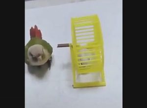 ハムスターを一生懸命世話するオウムがカワイイんだけどいい迷惑すぎるｗｗｗ