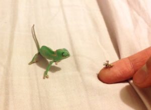 こんなペット飼いたい。3センチほどしかない小さなカメレオンと戯れる動画にほっこり。