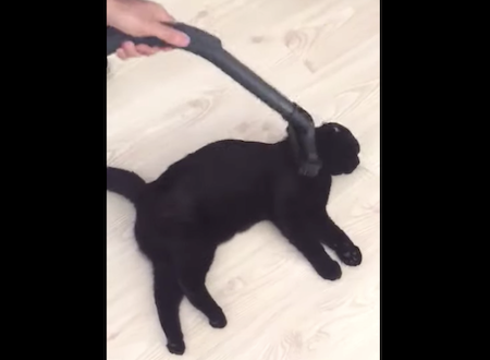 室内飼いのネコちゃんを掃除機に慣れさせるとこんな便利なことができちゃう動画。