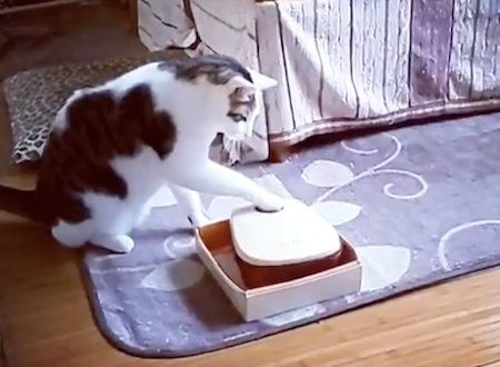 タイマー式餌箱の突破方法をマスターしてしまったネコちゃんの動画が大人気に。