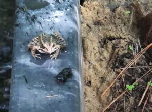 大きな昆虫を食おうとしたカエルさんがｗｗｗなんかカワエエｗｗｗｗｗ
