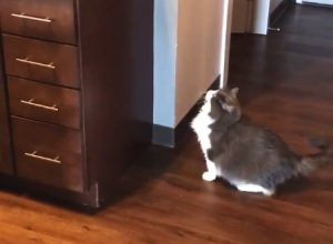 ぜんぜん飛べてない（笑）キッチンに飛び乗るのに失敗したネコちゃんの映像が大人気に。