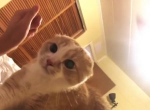 フェイスパックをした飼い主の顔を覗き込んだネコちゃんがｗｗｗｗ