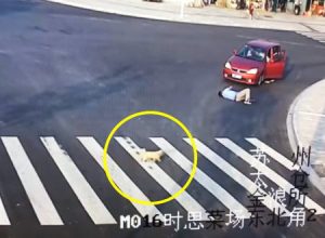 子犬の方がヒトよりも何倍も賢かったという交差点カメラの映像が公開されるｗｗｗ