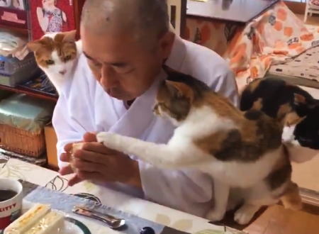 猫にめっちゃ囲まれている住職の朝食風景が人気にｗｗｗこれはほのぼの長楽寺。