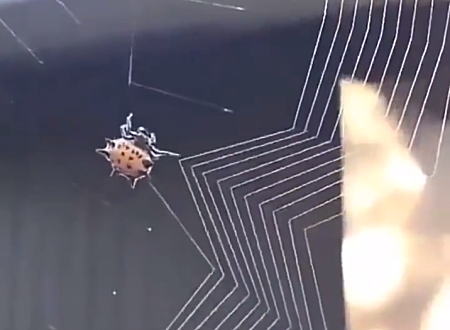 小さな蜘蛛が器用に丁寧に蜘蛛の巣を編んでいく様子を撮影した映像がおもしろい。
