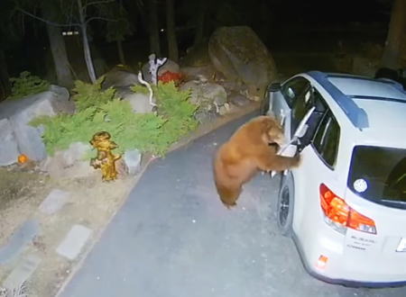 普通にドアを開けて車に乗り込んでしまう野生の熊さんが防犯カメラに記録される。