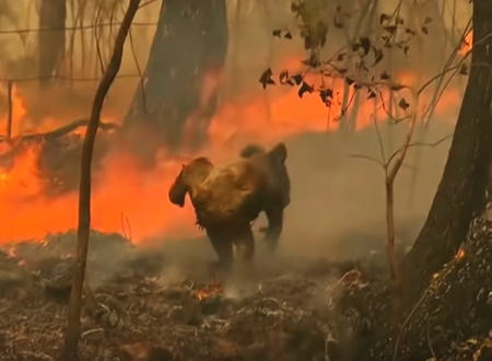 森林火災から逃げ遅れたコアラを助け出した女性のGJ動画。オーストラリア。