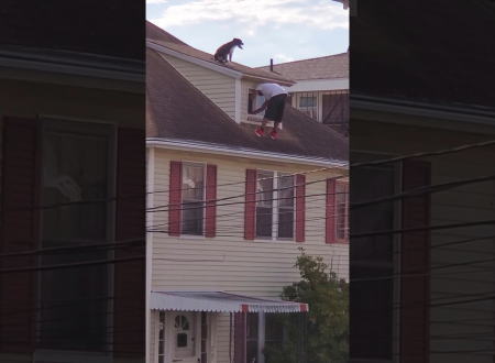 屋根に上がってしまったワンちゃんを連れ戻そうとする男性にヒヤヒヤする動画。