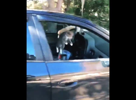 これほどパニックになっているネコを見た事がないｗｗｗ狭い車内でパニックになる5匹のニャンコ。