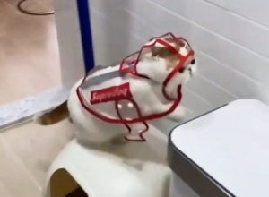 このネコちゃんが部屋の中なのにレインコートを着せられている理由が(*´д｀*)