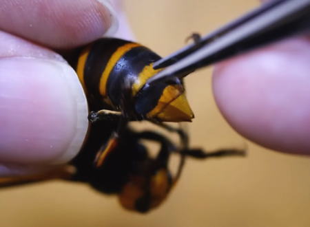 スズメバチの腹から寄生昆虫ネジレバネ引きずり出すというビデオが大人気に。