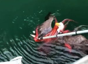タコに食われかけていた白頭ワシを救った漁師たちの映像が話題に。（カナダ）