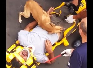 感動の物語。救急隊から飼い主を守ろうとするワンちゃんの動画が泣ける。