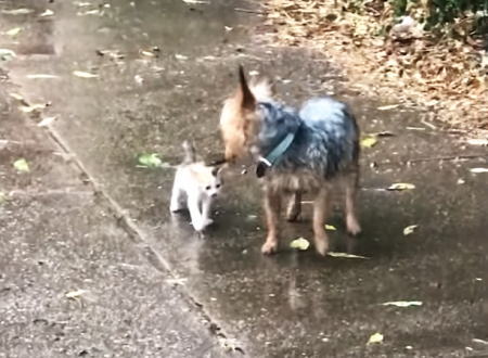 ほんわか。雨に濡れていた子猫を連れ帰った小ワンコの動画にほっこりする。