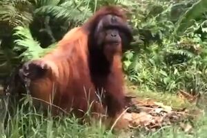 【動画】オランウータン「待て！旅人よ。これより先に進むな。ここに留まるのじゃ」
