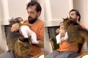 【ネコ】パパは私のもの。赤ちゃんを抱いたパパさんに甘えるネコが(*´д｀*)