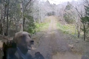【恐怖】北海道で子連れの熊に襲われた車載映像がこっわすぎる(@_@;)